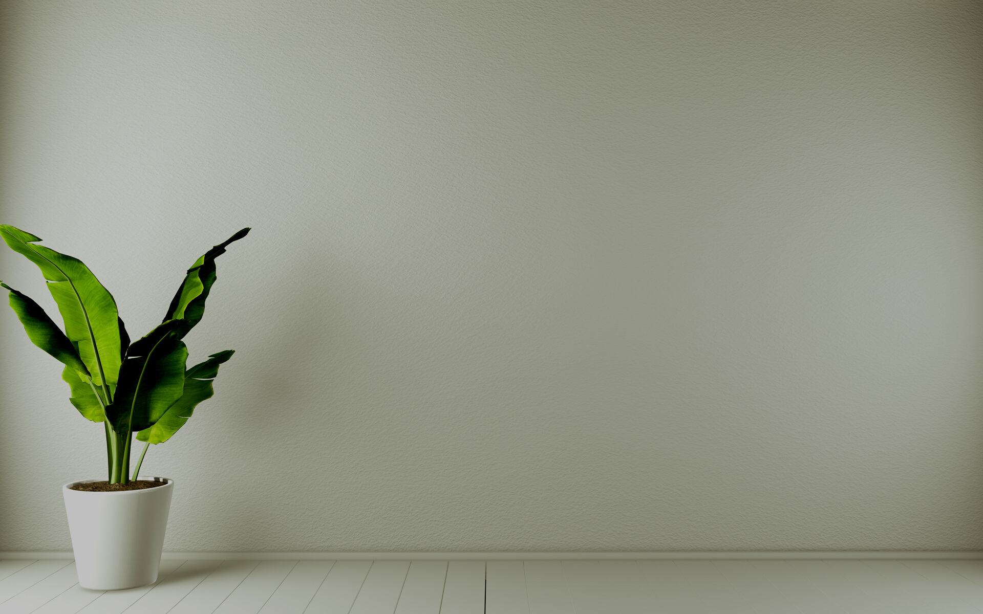 Potted Houseplant in the Living Room